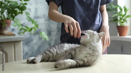Cute cozy background, morning at home. Girl combs a dozing cat's fur. White striped British cat  lies on table
