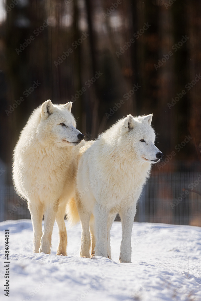 Obraz premium male Arctic wolf (Canis lupus arctos) two brothers together