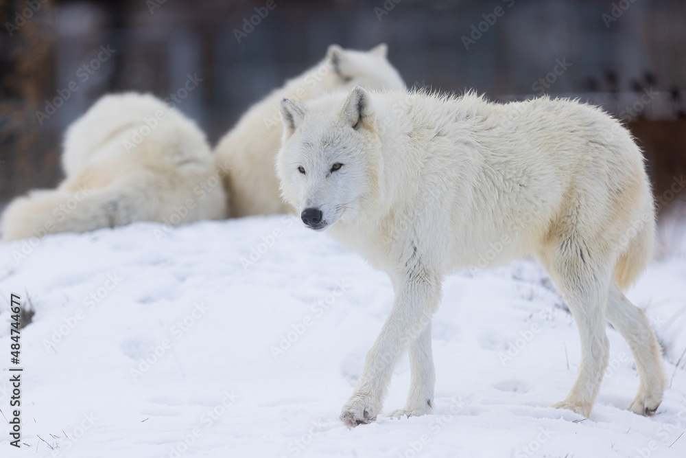 male Arctic wolf (Canis lupus arctos)