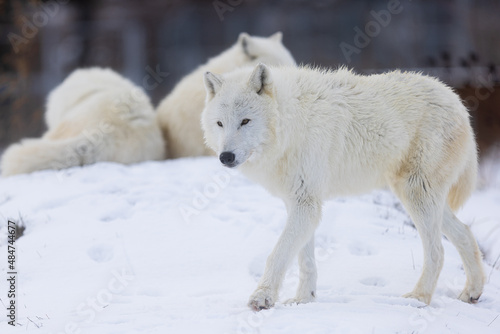 male Arctic wolf (Canis lupus arctos)