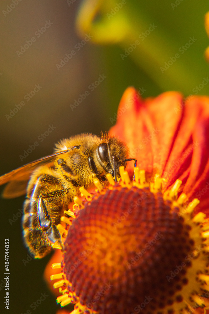 Honey bee covered with yellow pollen drink nectar, pollinating flower. Inspirational natural floral spring or summer blooming garden background. Life of insects. Extreme macro close up selective focus Honey bee covered with yellow pollen drink nectar, pollinating flower. Inspirational natural floral spring or summer blooming garden background. Life of insects. Extreme macro close up selective focus