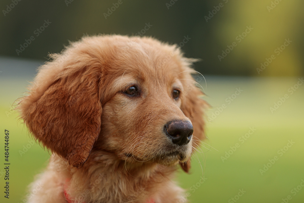 light blonde female puppy hovawart beautiful close-up portrait