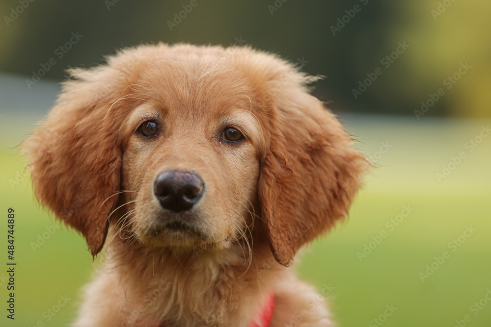 light blonde female puppy hovawart close-up portrait