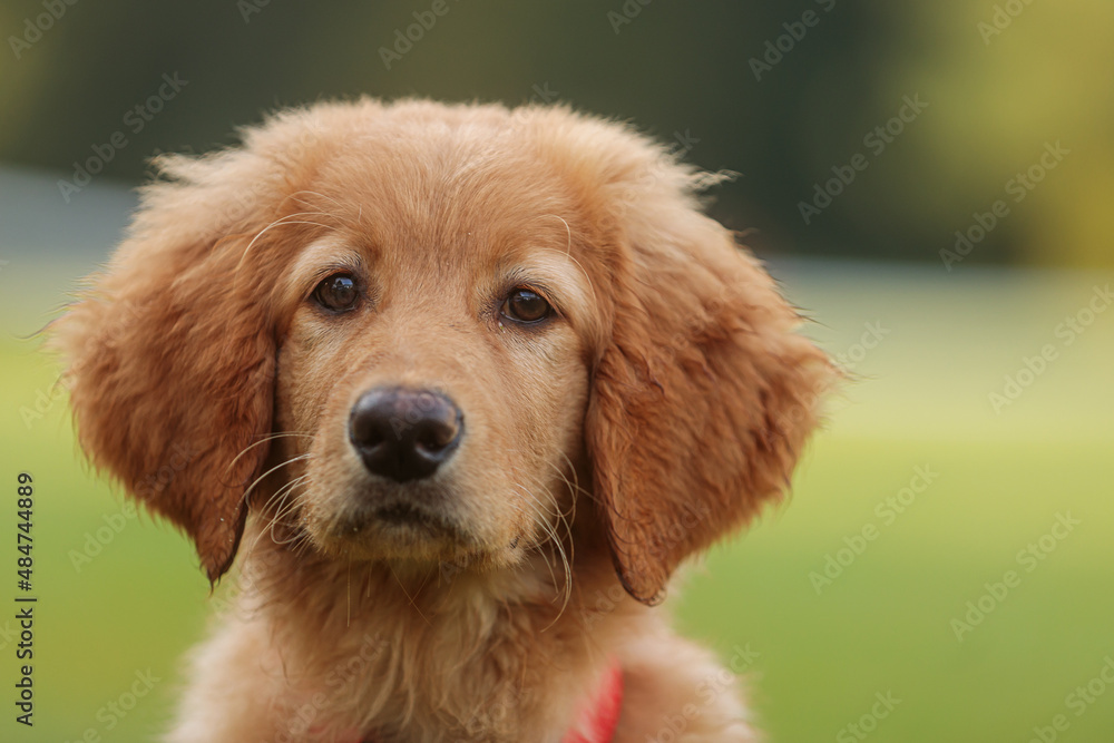 light blonde female puppy hovawart close-up portrait light blonde female puppy hovawart close-up portrait