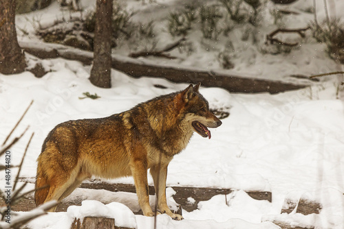 male Eurasian wolf  Canis lupus lupus  waiting for the pack
