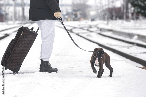 A young girl at the train station arrived by train in winter and is walking with a large suitcase and a small German boxer puppy on a leash, who does not want to go and goes the other way along 