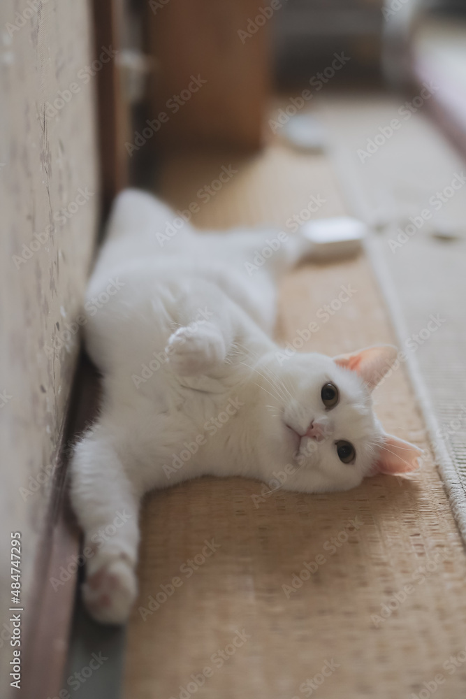 Fototapeta premium cute white rescued cat(白い保護猫)