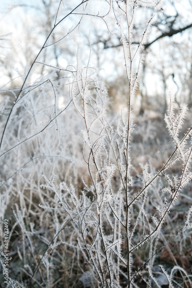 Frosty winter morning in the park. Bushes and trees were covered with frost on a frosty morning. Frosty winter morning in the park. Bushes and trees were covered with frost on a frosty morning.