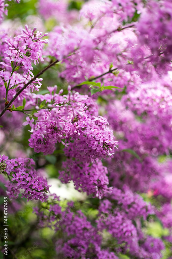 Purple lilac flower with blurred green leaves. Spring blossom. A beautiful bunch of lilac. Trending Color of the Year 2022.