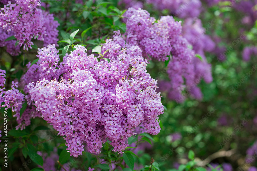 Purple lilac flower with blurred green leaves. Spring blossom. A beautiful bunch of lilac. Trending Color of the Year 2022. Purple lilac flower with blurred green leaves. Spring blossom. A beautiful bunch of lilac. Trending Color of the Year 2022.