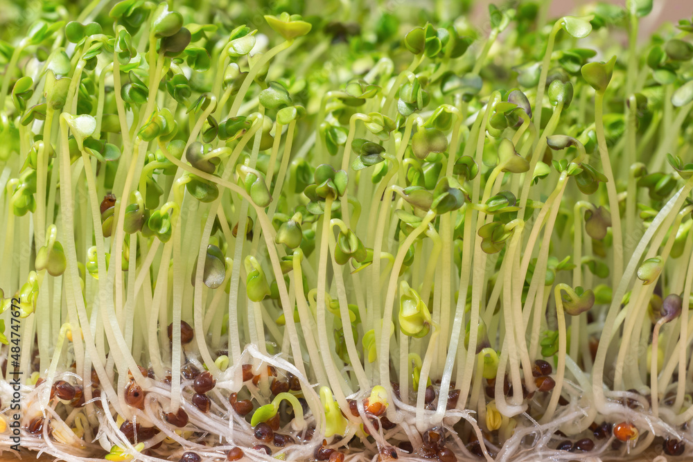 Close-up of ripe broccoli sprouts. Concept of home plant cultivation Close-up of ripe broccoli sprouts. Concept of home plant cultivation