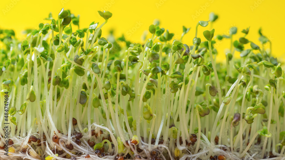 Fototapeta premium Broccoli sprouts isolated on yellow background. Healthy food concept
