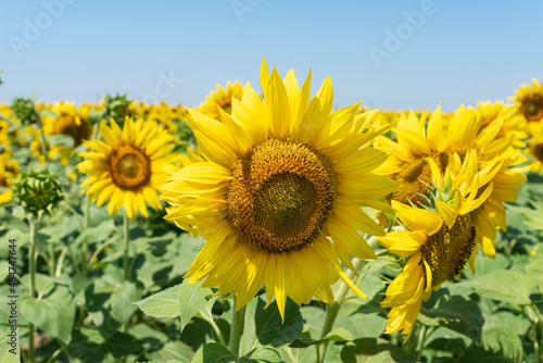 field of big yellow sunflowers in summer  harvest concept.