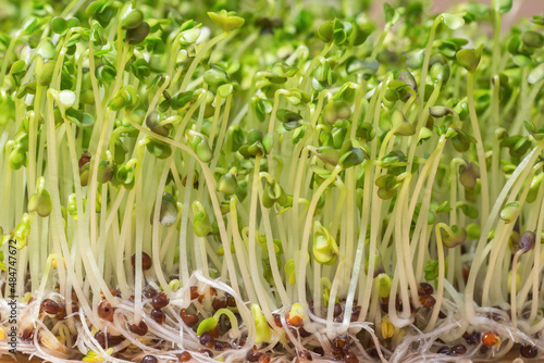 Close-up of ripe broccoli sprouts. Concept of home plant cultivation