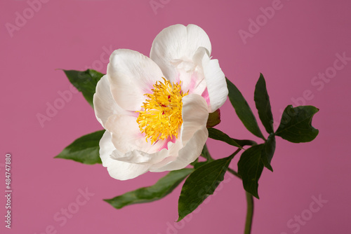 Elegant white simple shape peony flower with pink strokes on petals isolated on pink background. © ksi