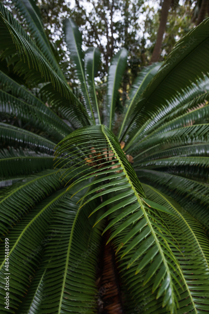 Palm leaf close-up
