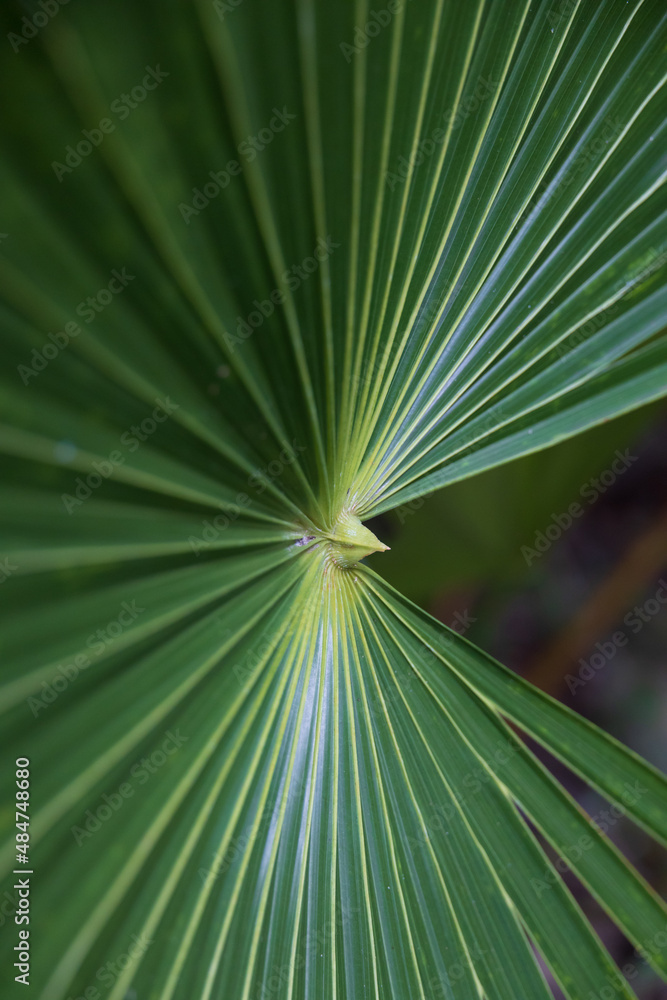 Fototapeta premium Palm leaf close-up 