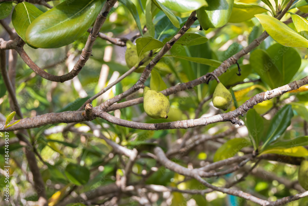 Sevenyear apple, fruit on the tree Sevenyear apple, fruit on the tree