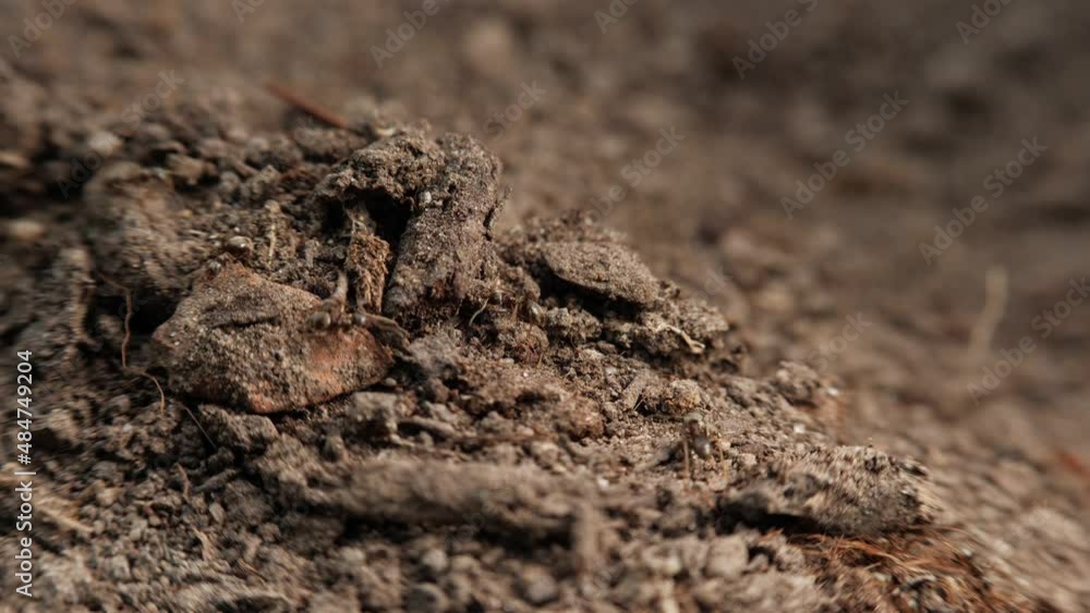 Macro shot of small black ants moving on the surface of the soil. Macro shot of small black ants moving on the surface of the soil.