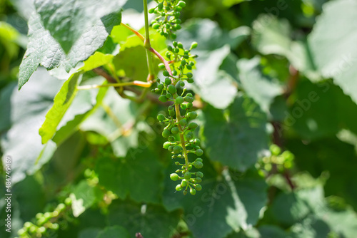 Young green bunch of nascent grapes. Growing fruits and berries in the garden