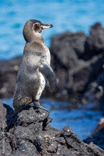 This lone Galapagos Penguin stands on the lava rock of Punta Moreno on Isabela Island