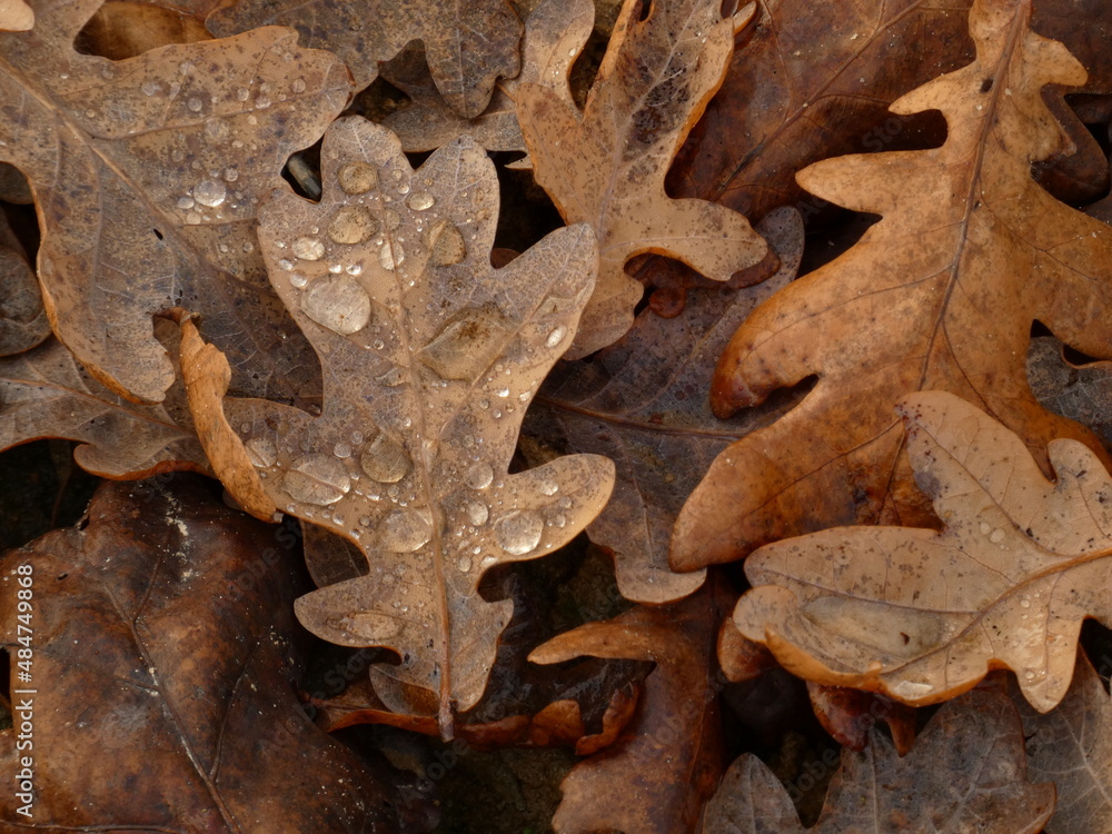 European oak (Quercus robur) - carpet of brown autumn leaves with raindrops, Gdansk, Poland European oak (Quercus robur) - carpet of brown autumn leaves with raindrops, Gdansk, Poland