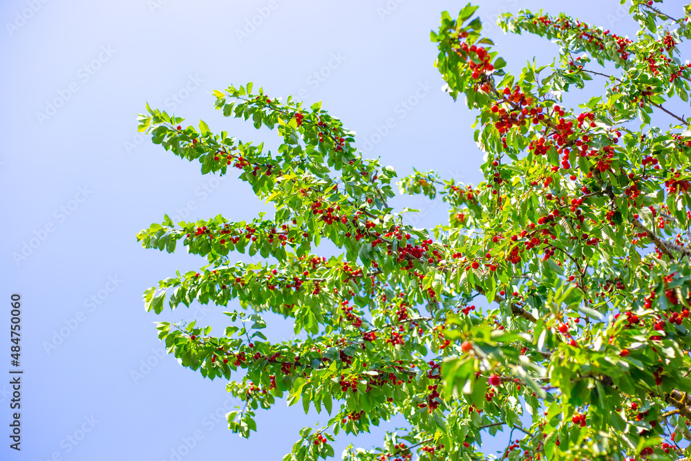 Cherry tree with many fruits of ripe red berries on the branches against the sky Cherry tree with many fruits of ripe red berries on the branches against the sky