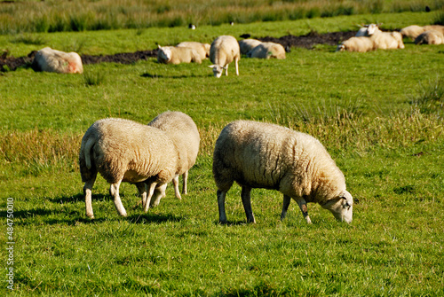 Ovelhas no campo , pastando.