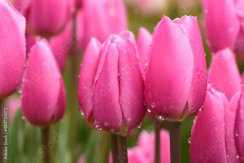 アイスチューリップ　ひたち海浜公園