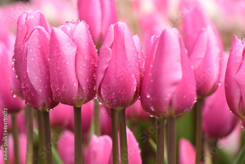 アイスチューリップ　ひたち海浜公園