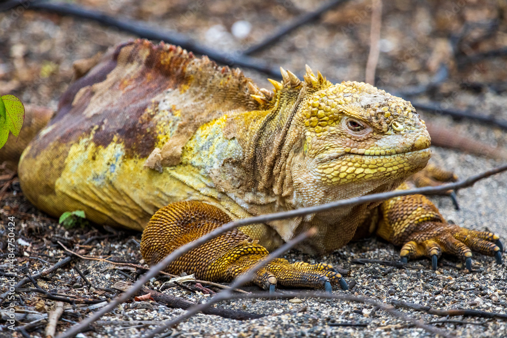 Φωτογραφία This Galapagos land iguana (Conolophus Subcristatu) crawls along sticks and gravel sand of Urbina Bay on Isablea Island