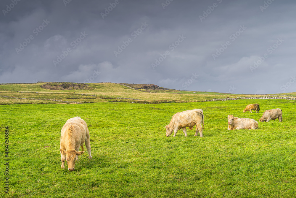 Herd of cows or cattle grazing on fresh green field or pasture on Cliffs of Moher, Wild Atlantic Way, County Clare, UNESCO, Ireland Herd of cows or cattle grazing on fresh green field or pasture on Cliffs of Moher, Wild Atlantic Way, County Clare, UNESCO, Ireland