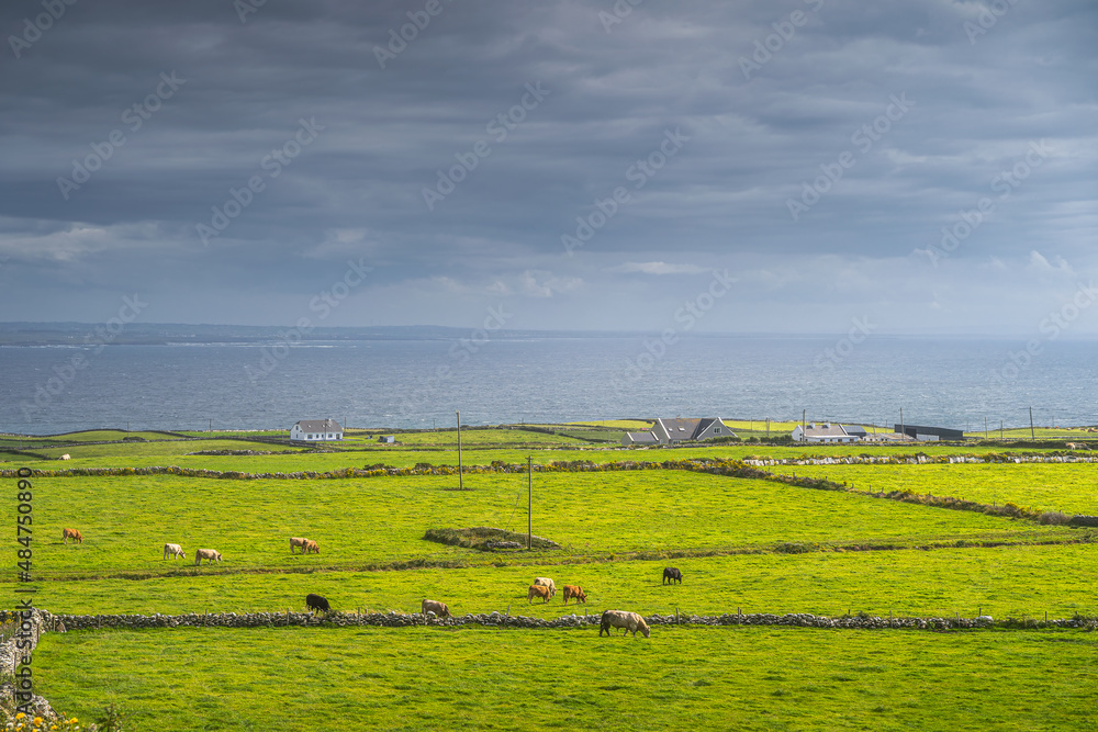 Herd of cattle grazing on green fields or pastures around small village or cottage, Cliffs of Moher, Wild Atlantic Way, County Clare, UNESCO, Ireland Herd of cattle grazing on green fields or pastures around small village or cottage, Cliffs of Moher, Wild Atlantic Way, County Clare, UNESCO, Ireland
