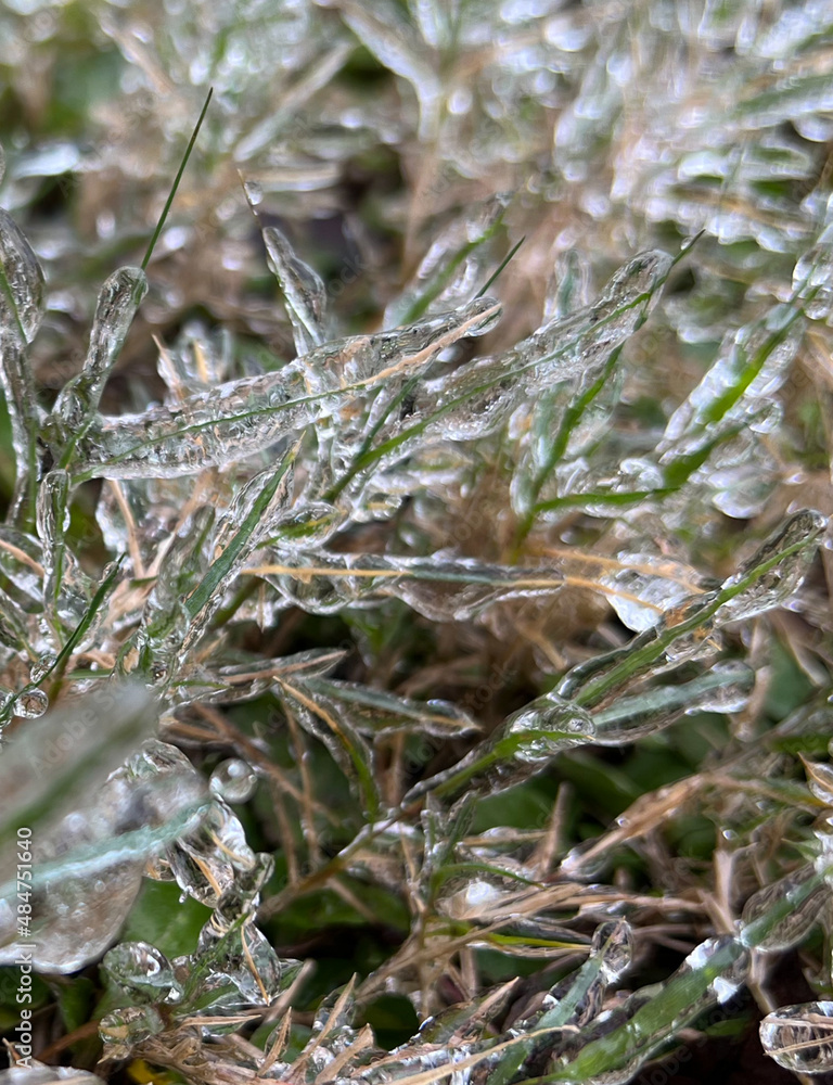 Obraz premium Frozen Grass