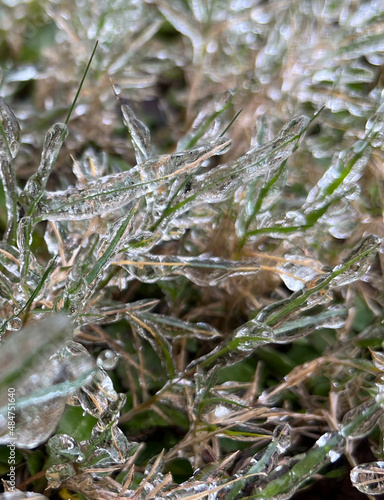 Frozen Grass © Gabriela