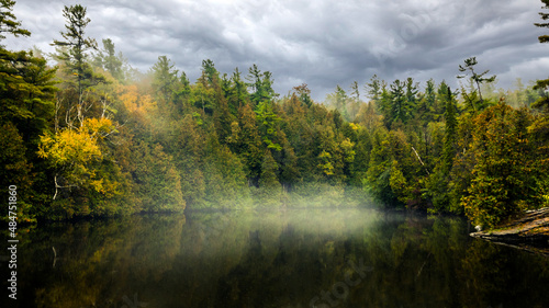 Wallpaper Mural autumn forest in the morning Torontodigital.ca