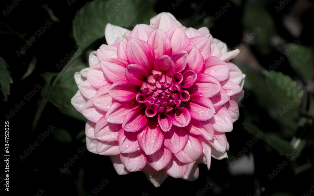 Obraz premium Dahlia flor rosa centrada delicada y tenue