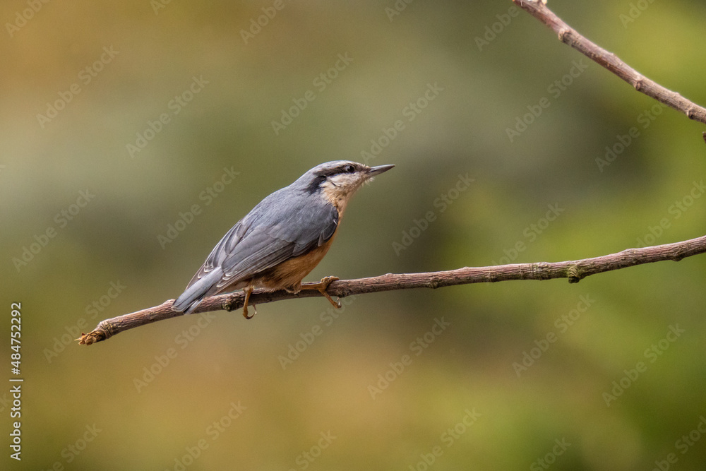 The bird nuthatch crouched on a twig before taking off
The bird nuthatch crouched on a twig before taking off