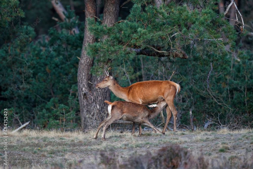 Red deer calf drinking from its mother in rutting season in National Park Hoge Veluwe in the Netherlands