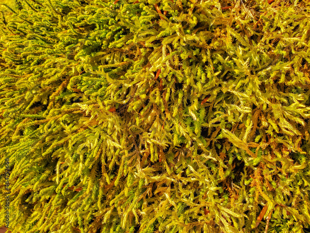 Moss texture on a roc in the field Moss texture on a roc in the field