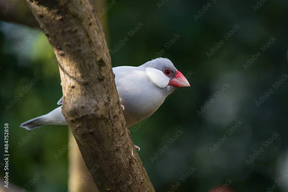 Obraz premium Pale-grey colored Java Sparrow, bird close-up on a branch