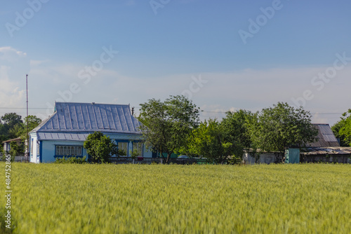 Rural green wheat field with house on background. Wheat field in the countryside