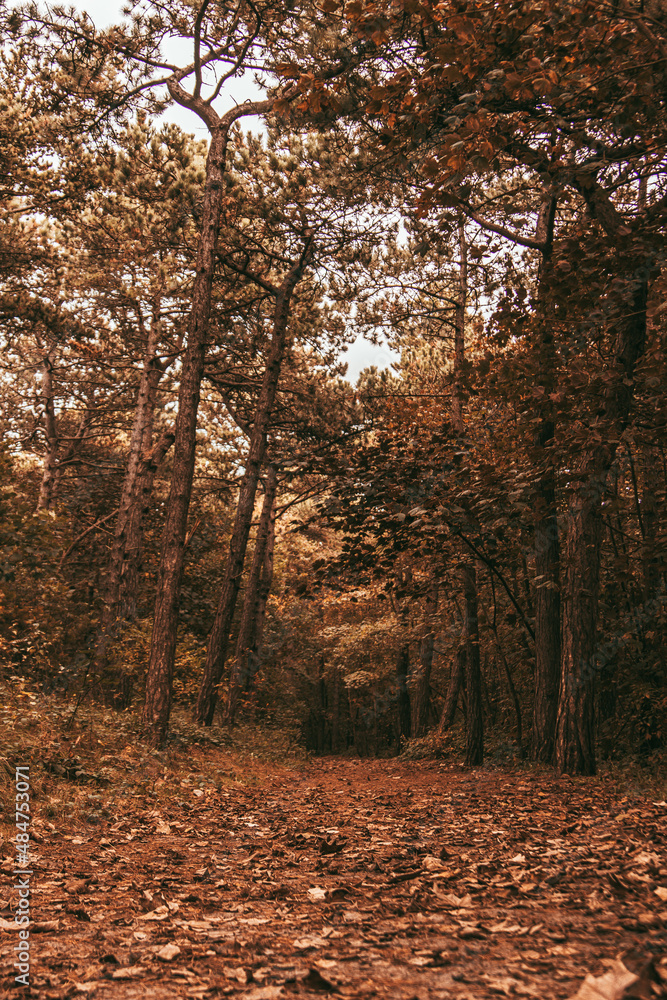 Fototapeta premium autumn in the forest