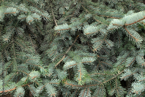 Branches of blue or gray spruce close-up. Background.
