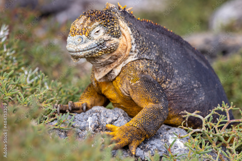 This Galapagos land iguana (Conolophus Subcristatu) on South Plaza island is ready to defend his territory. Yellow and black in color with splotches of white on its face This Galapagos land iguana (Conolophus Subcristatu) on South Plaza island is ready to defend his territory. Yellow and black in color with splotches of white on its face