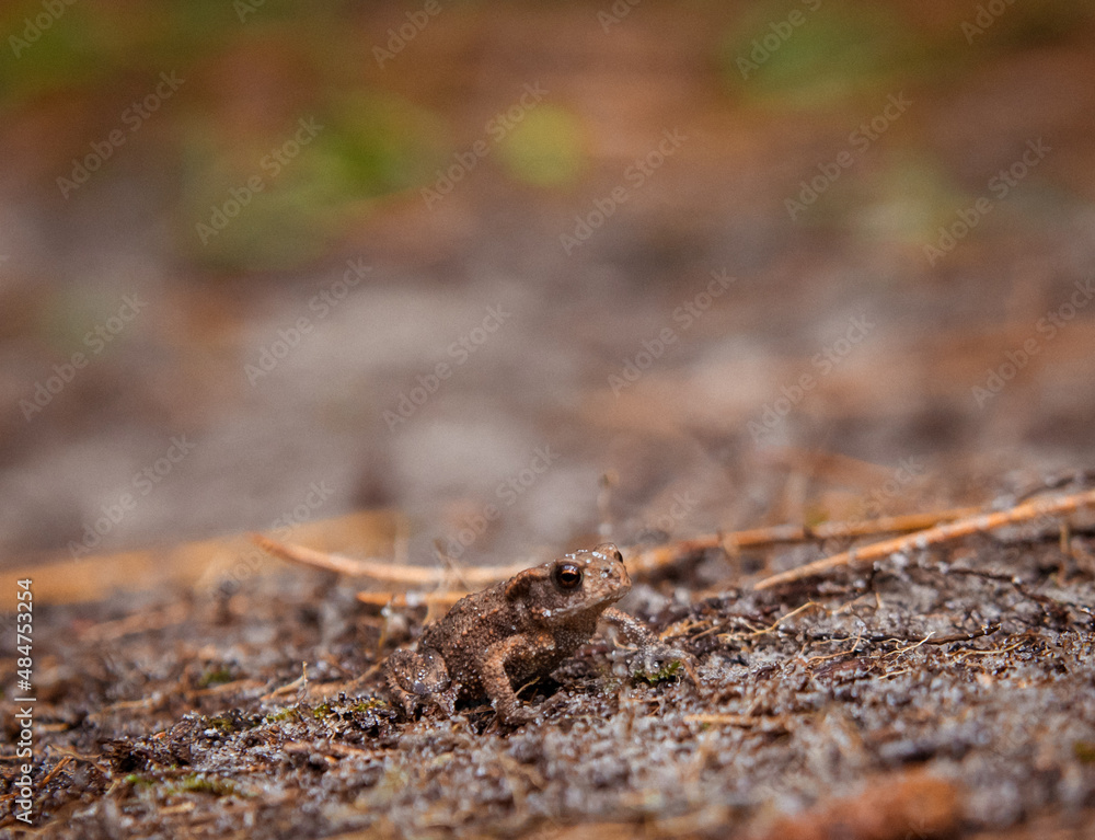 frog frog