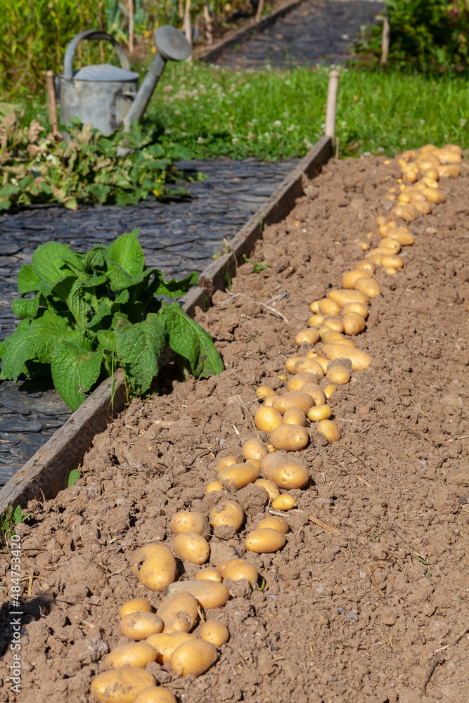 Récolte de pomme de terre au potager familial rang de pomme de terre séchant au soleil sur la