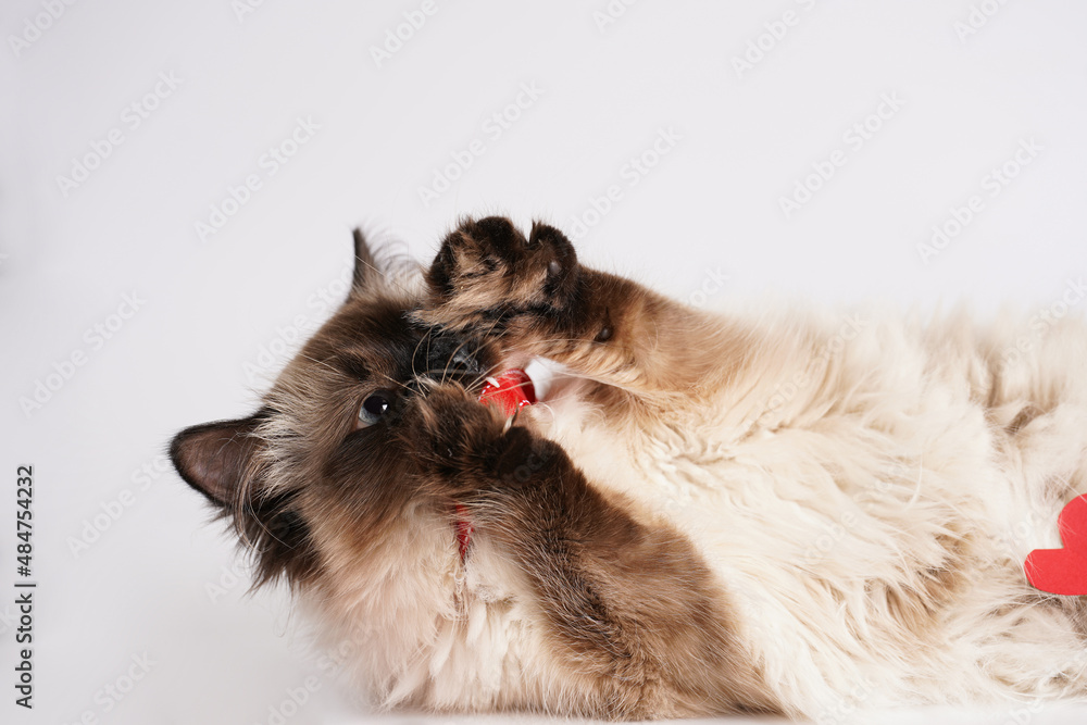 Curious beige colored ragdoll cat biting on white surface in valentine's day decoration - red hearts and ribbons Curious beige colored ragdoll cat biting on white surface in valentine's day decoration - red hearts and ribbons