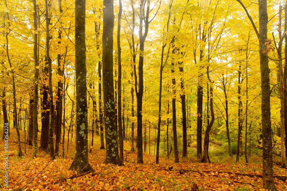 Autumn Trees Landscape