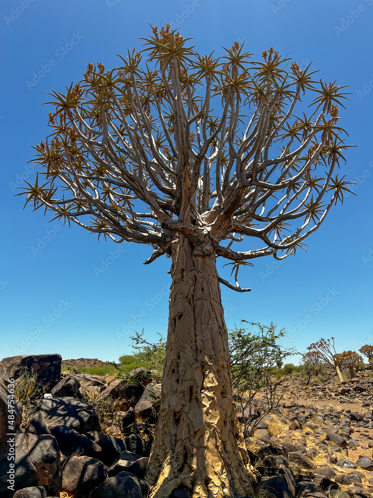 Quiver tree forest in Namibia Keetmanshoop. Wildlife, desert nature in Africa.